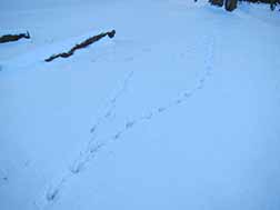 snow