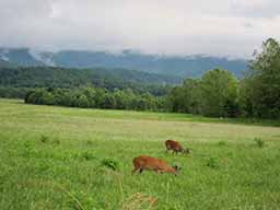 cades cove loop road