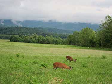 cades cove