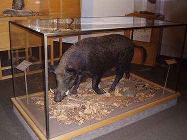 wild boar